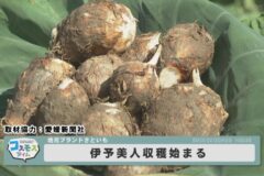 伊予美人収穫始まる
