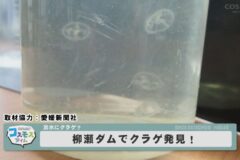 柳瀬ダムでクラゲ発見！
