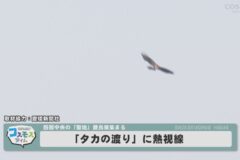 「タカの渡り」に熱視線