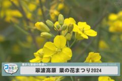 翠波高原　菜の花まつり