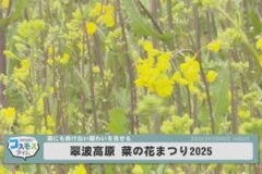 翠波高原 菜の花まつり2025