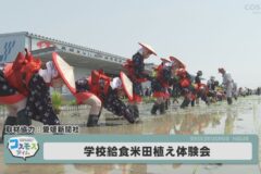 四国中央市学校給食米田植え体験会