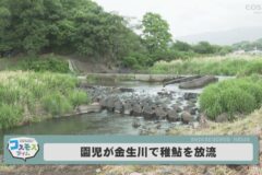 園児が金生川で稚鮎を放流
