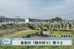 金生川に鮎のぼり