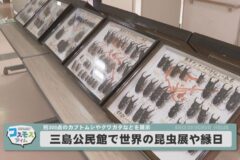 三島公民館で世界の昆虫展や縁日