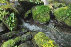 空から百景：黄色い花と滝