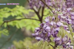 空から百景：藤波今咲きにけり