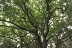 街かど百景：玉取山のカツラの木