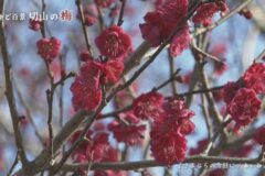街かど百景：切山の梅