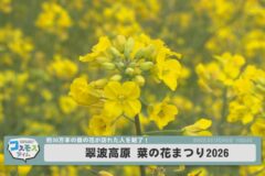 翠波高原菜の花まつり２０２６