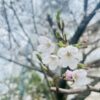 春の気配、桜開花🌸