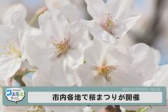 市内各地で桜まつり開催