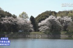 街かど百景【番外編】：愛南町さくらだより２
