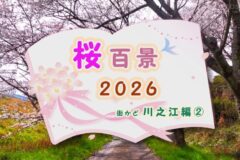 桜百景2026街かど川之江編②