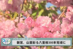 新宮、山里彩る八重桜300本見頃に
