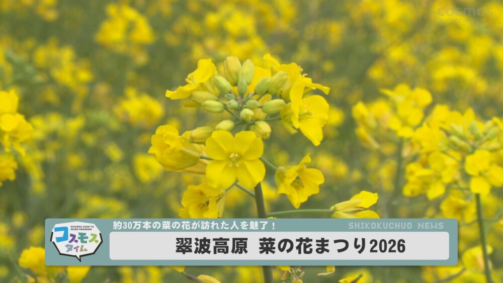 翠波高原菜の花まつり2026 < 四国中央市のケーブルテレビ｜COSMOS