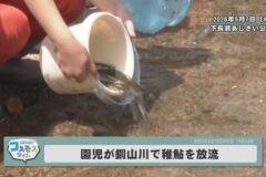 園児が銅山川で稚鮎を放流