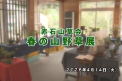 春の山野草展
