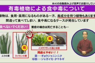 有毒植物による食中毒について 有毒植物による食中毒について