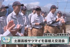 土居高校サツマイモ苗植え交流会