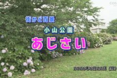 街かど：小山公園　あじさい