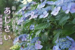 街かど百景：あじさい（下長瀬あじさい公園）