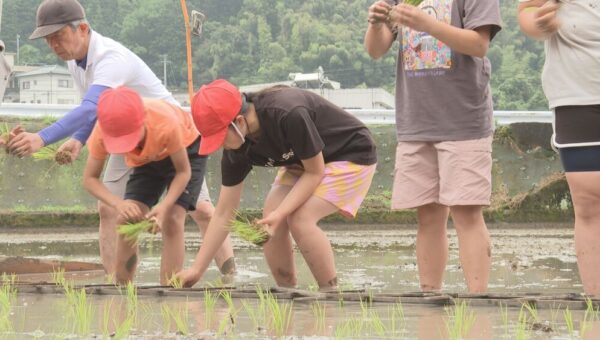 南小学校田植え体験