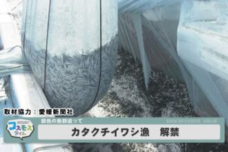 カタクチイワシ漁解禁
