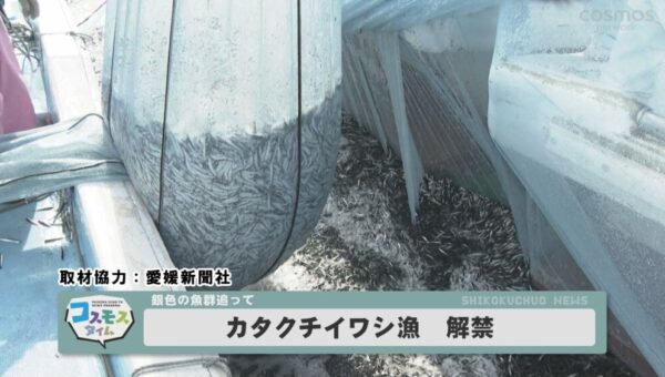 カタクチイワシ漁解禁