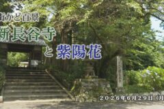 街かど百景：新長谷寺と紫陽花