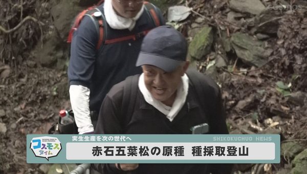 赤石五葉松の原種　種採取登山