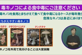 毒キノコによる食中毒にご注意ください